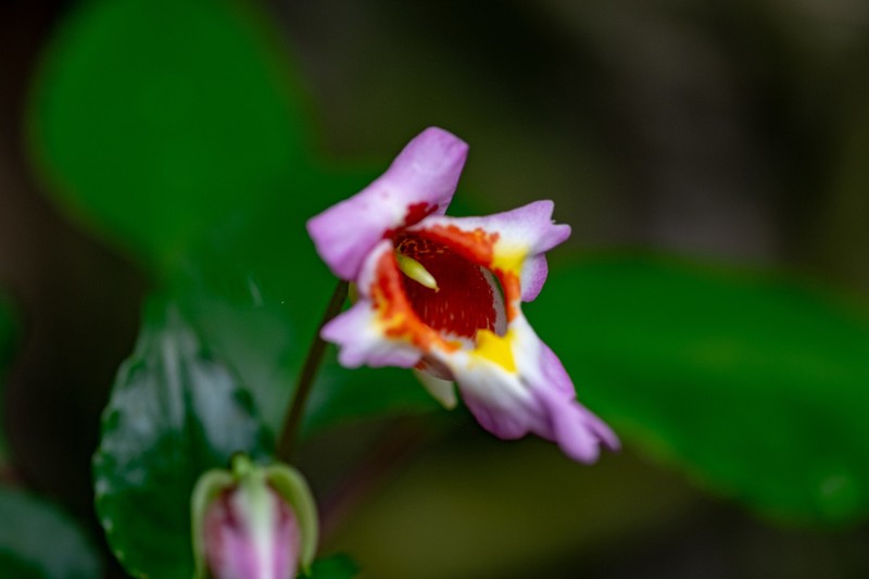 Impatiens bonii photo 3