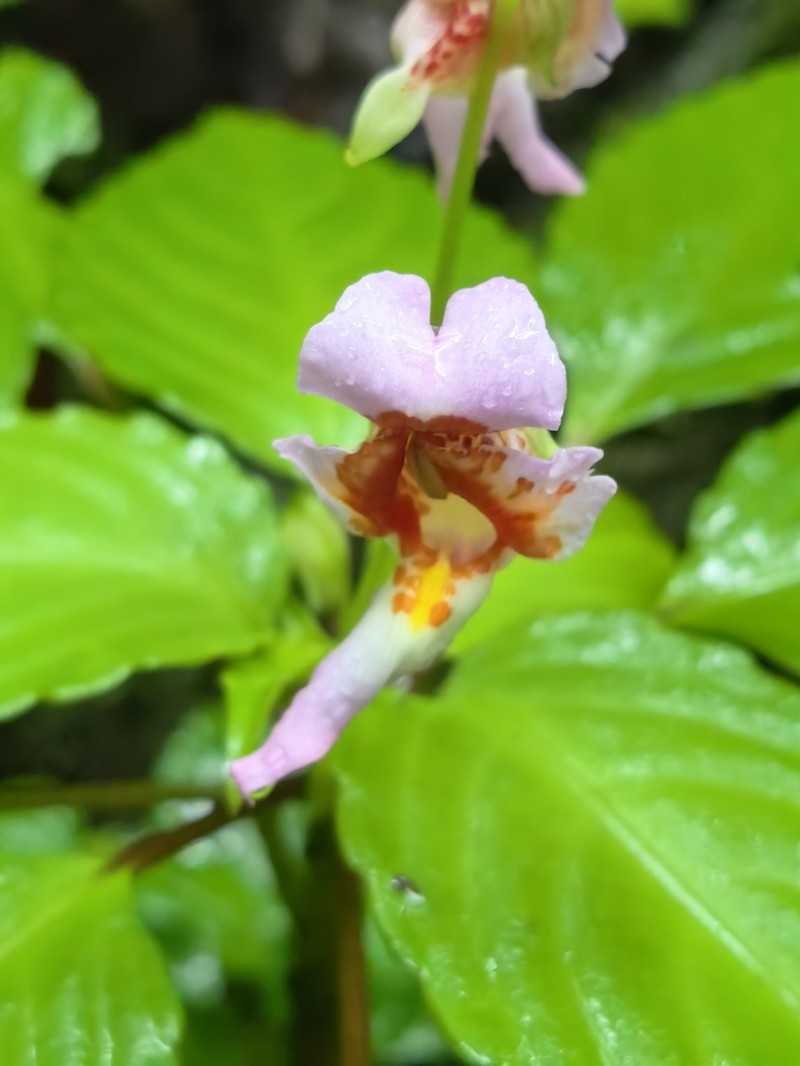 Impatiens bonii photo 4