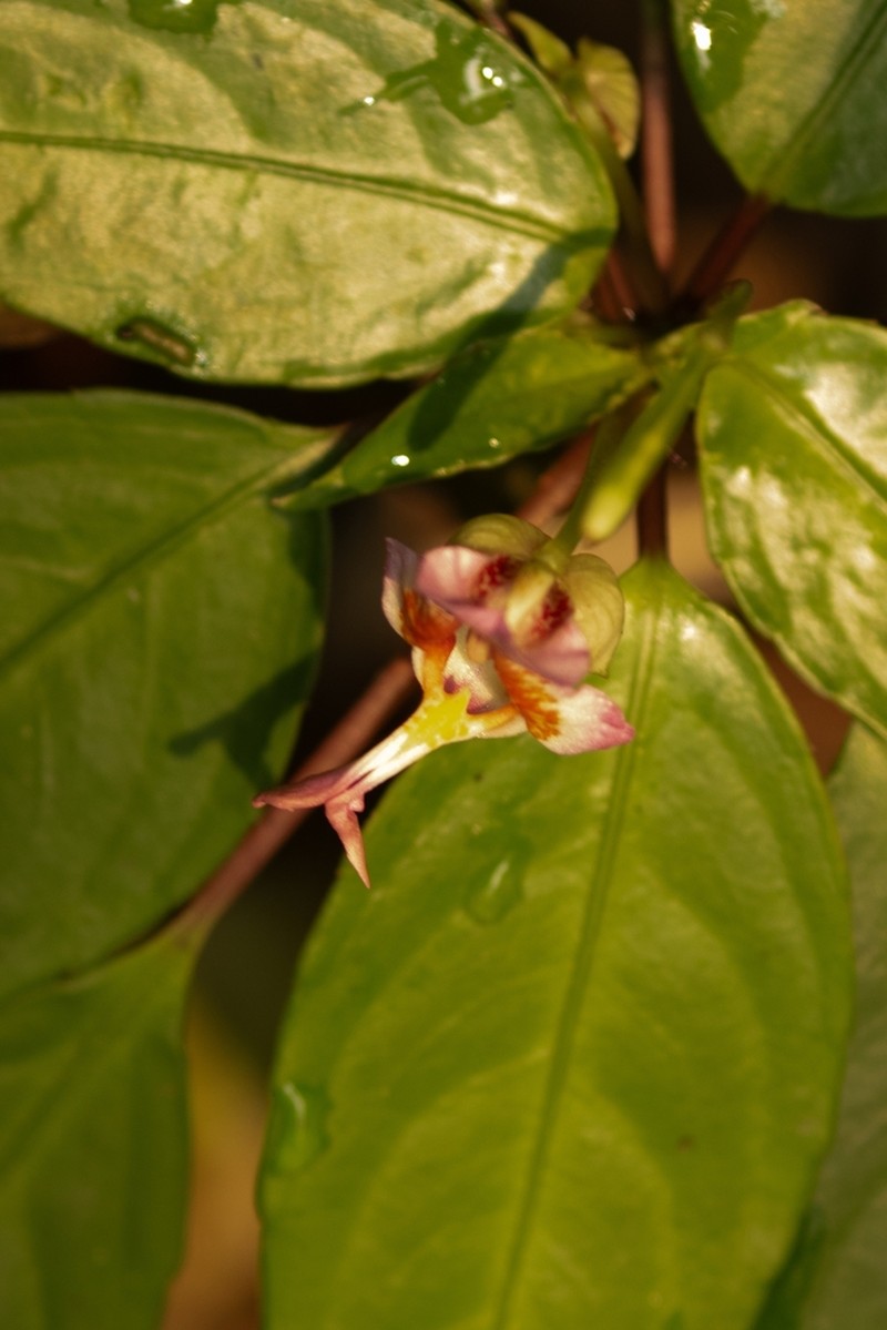 Impatiens bonii photo 5