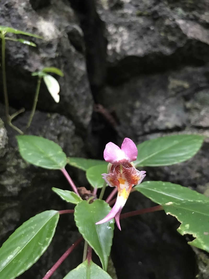 Impatiens bonii photo 6