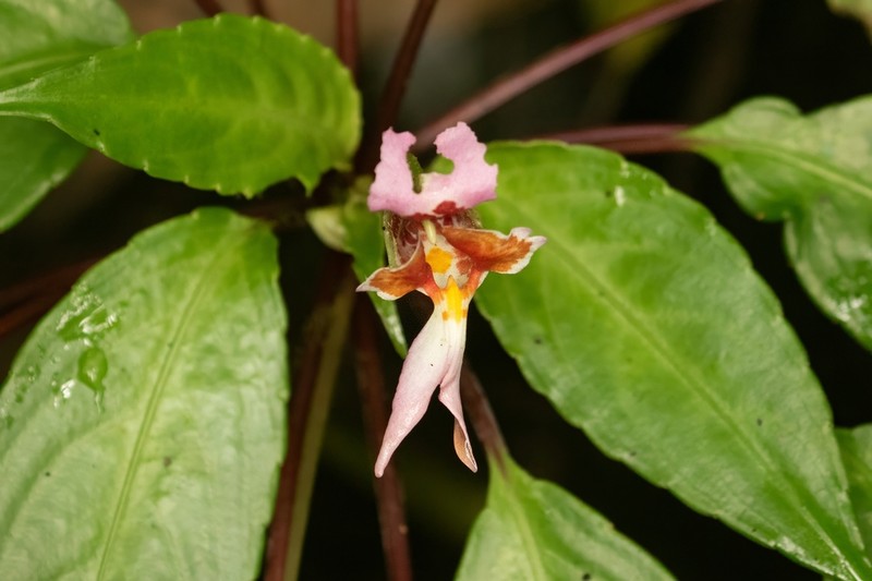 Impatiens bonii photo 7