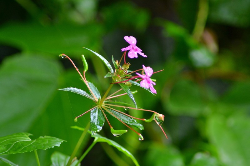 Impatiens bonii photo 8