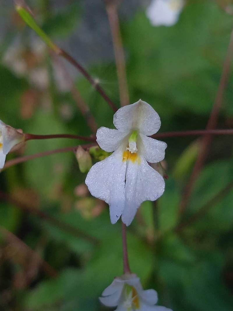 Impatiens brachycentra photo 2