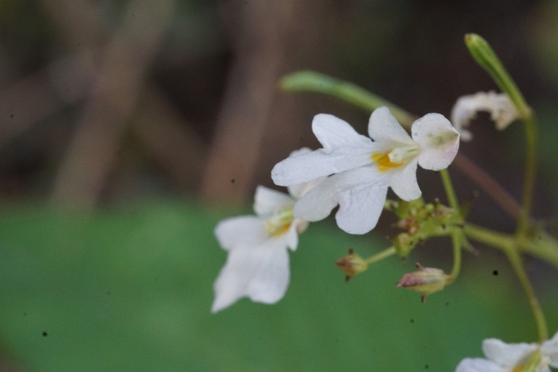 Impatiens brachycentra photo 3