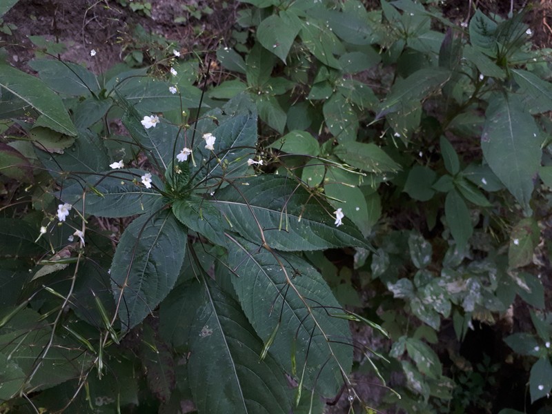 Impatiens brachycentra photo 4