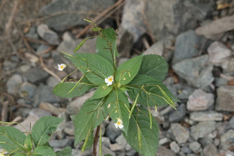Impatiens brachycentra photo 5