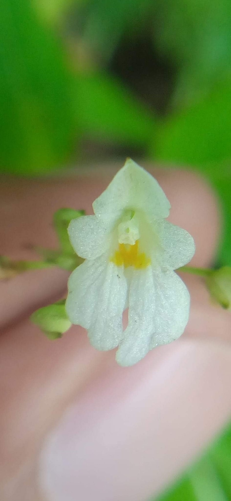 Impatiens brachycentra photo 7