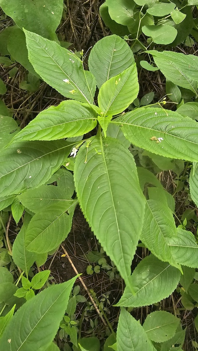 Impatiens brachycentra photo 8