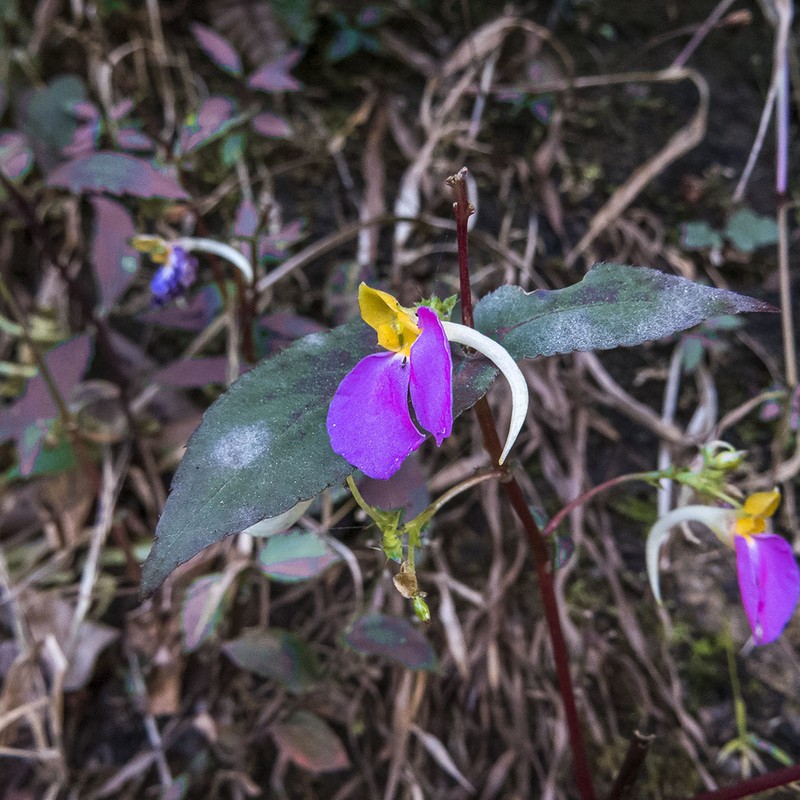 Impatiens bracteata photo 2