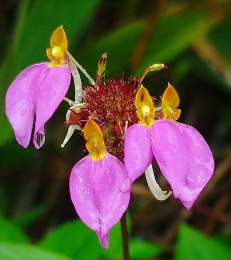 Impatiens bracteata photo 4