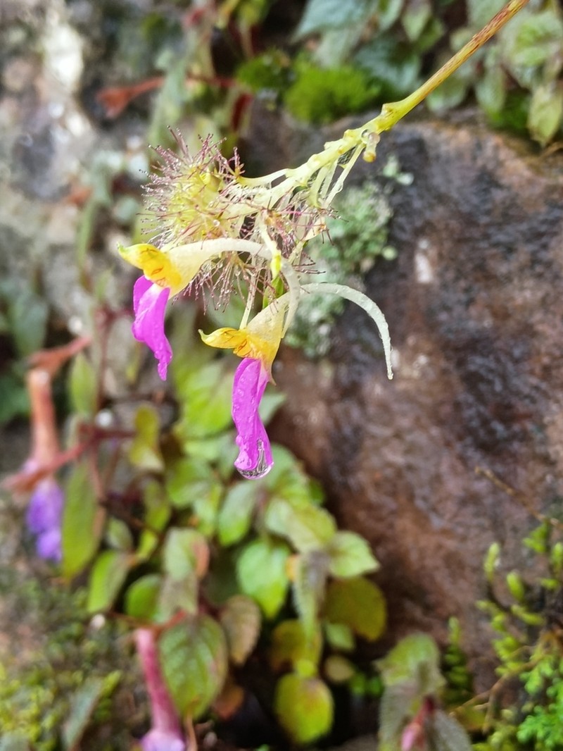 Impatiens bracteata photo 5