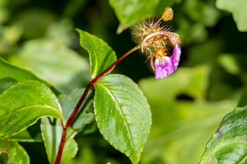 Impatiens bracteata photo 6