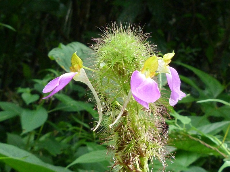 Impatiens bracteata photo 7