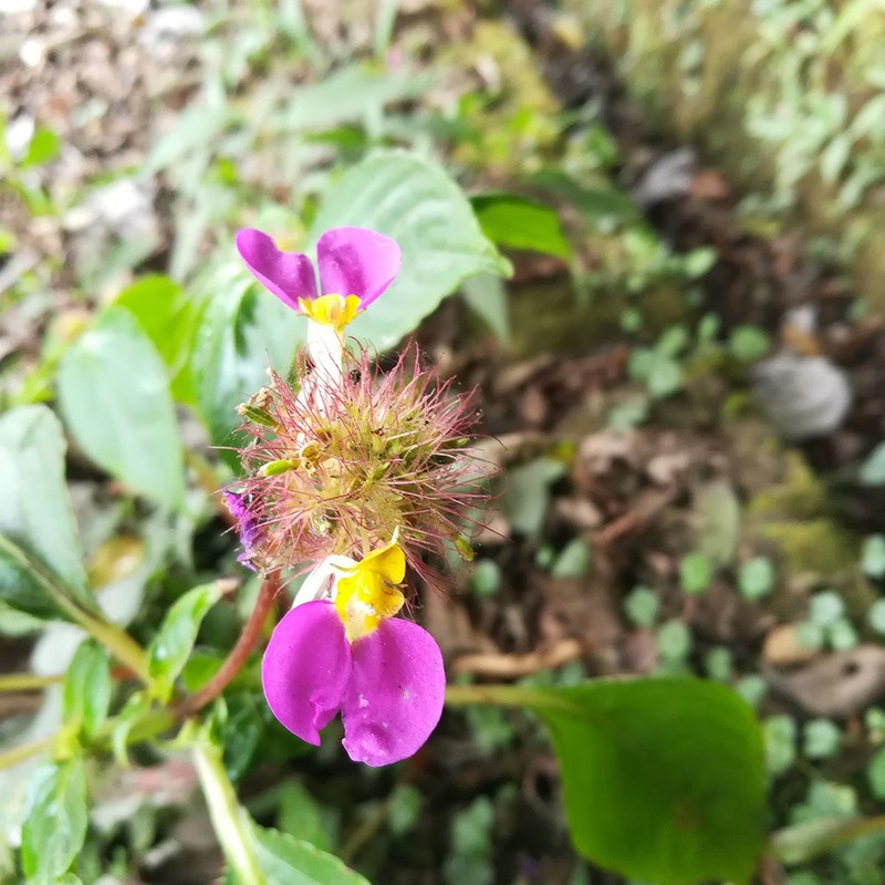 Impatiens bracteata photo 8