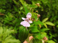 Impatiens briartii