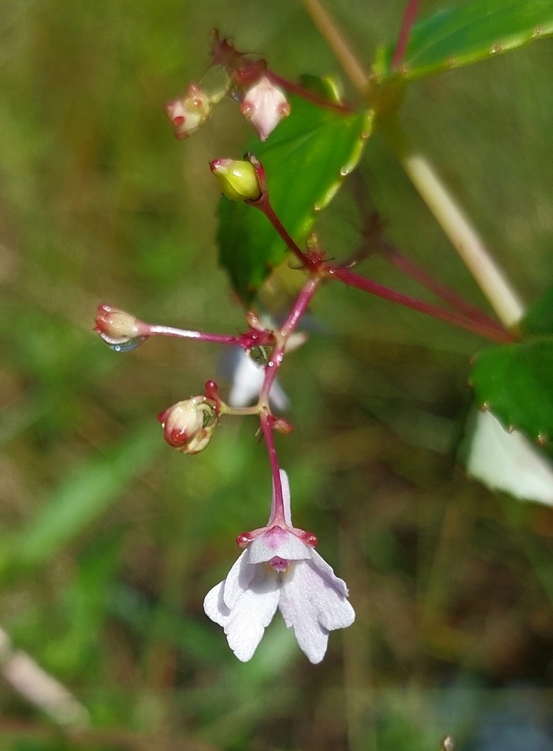 Impatiens briartii photo 2