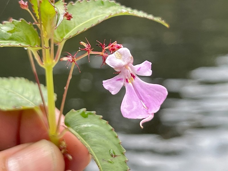 Impatiens briartii photo 3