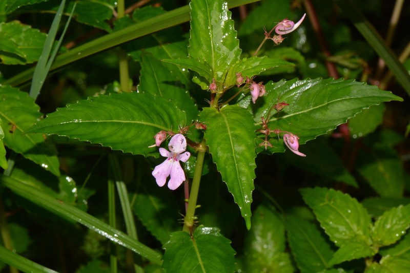Impatiens briartii photo 4
