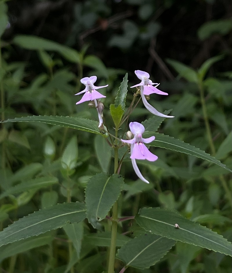 Impatiens briartii photo 6