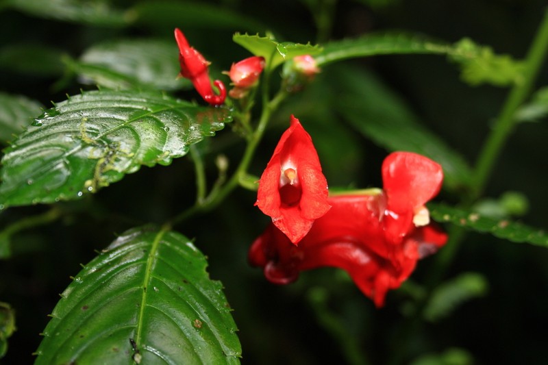 Impatiens buccinalis photo 2