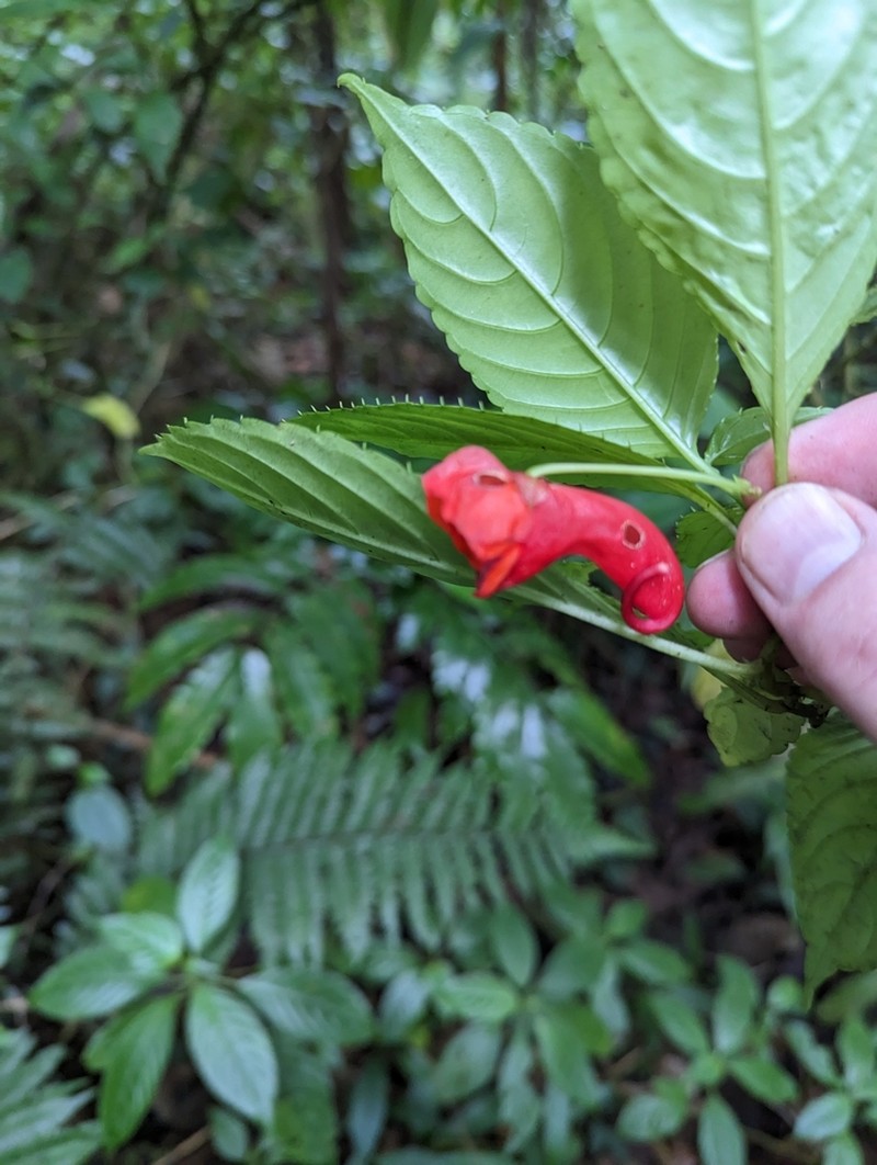 Impatiens buccinalis photo 3