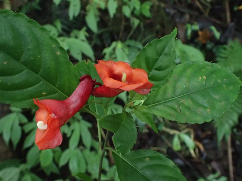 Impatiens buccinalis photo 5