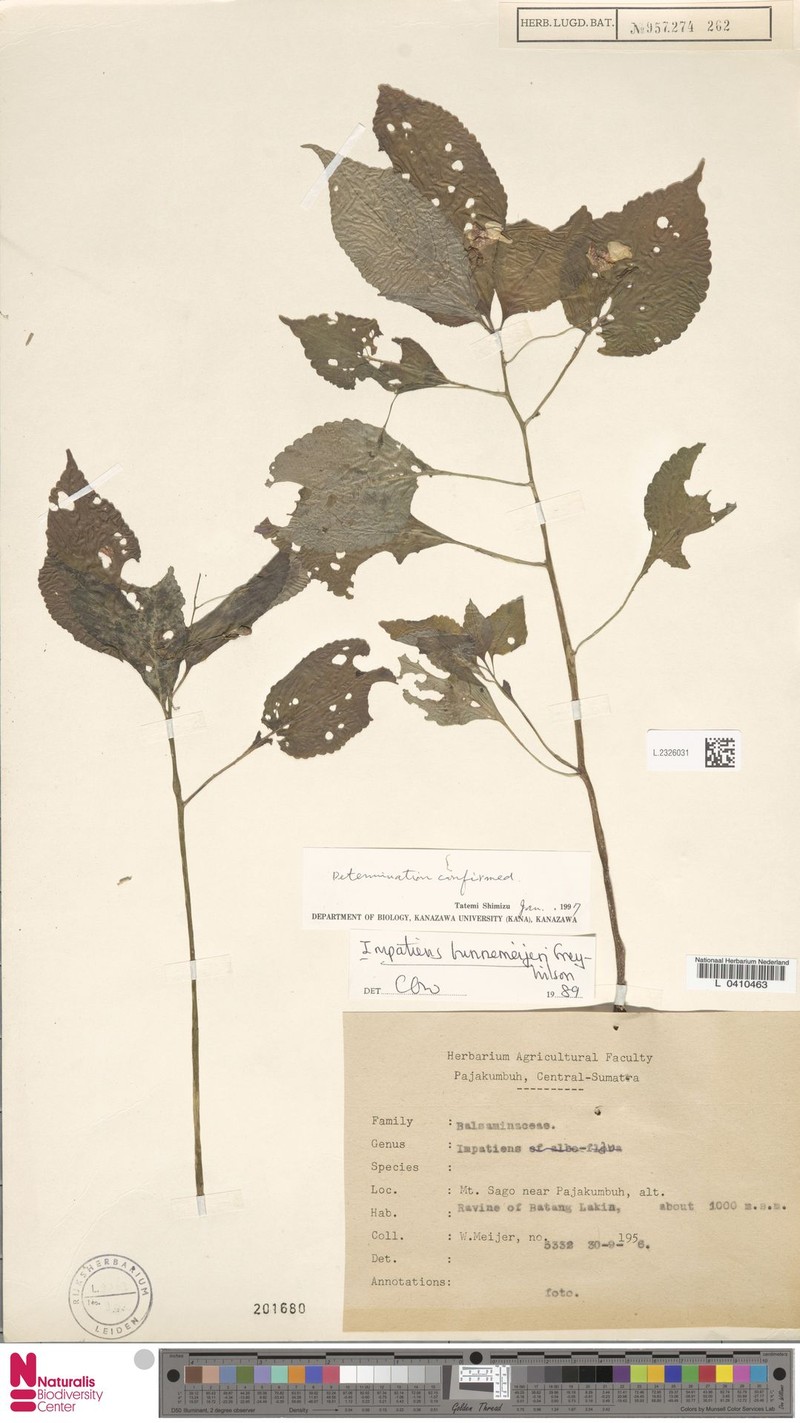 Impatiens buennemeijeri