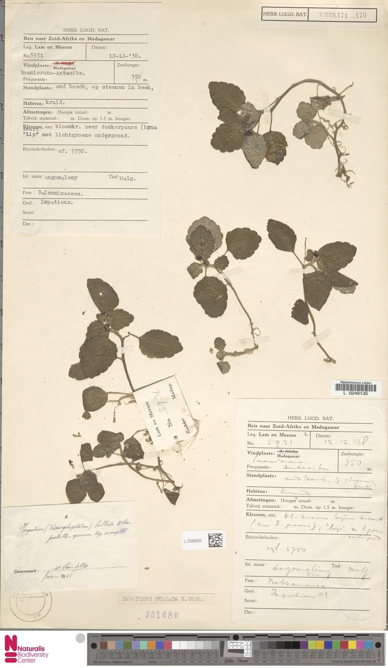 Impatiens bullata