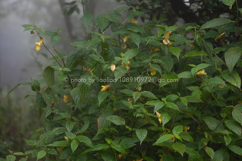 Impatiens bullatisepala