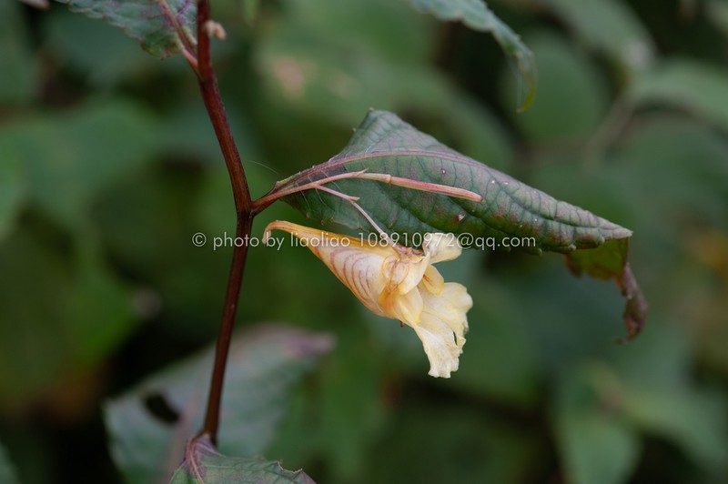 Impatiens bullatisepala photo 2