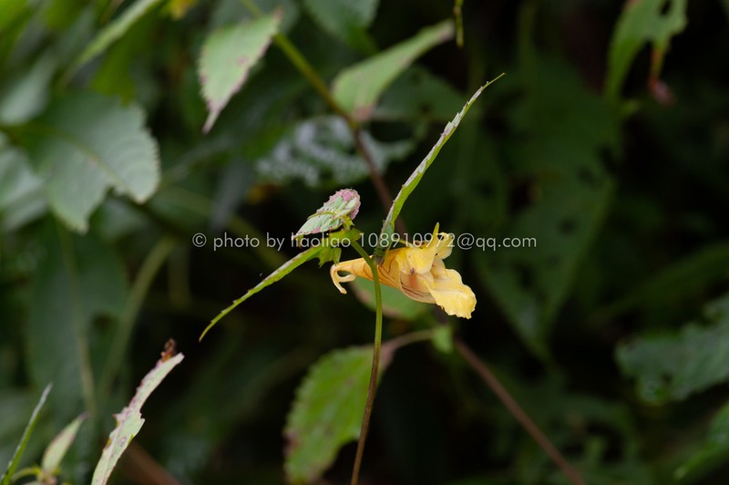 Impatiens bullatisepala photo 3