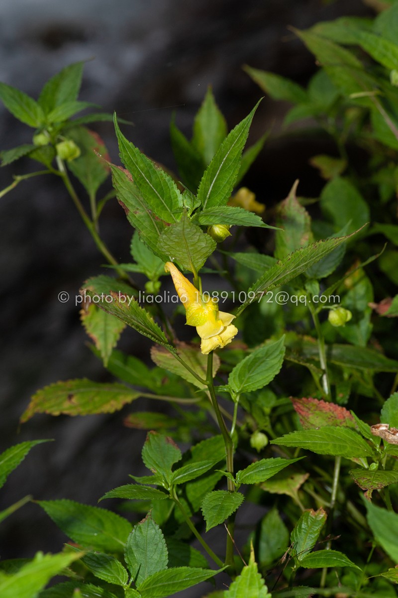 Impatiens bullatisepala photo 4