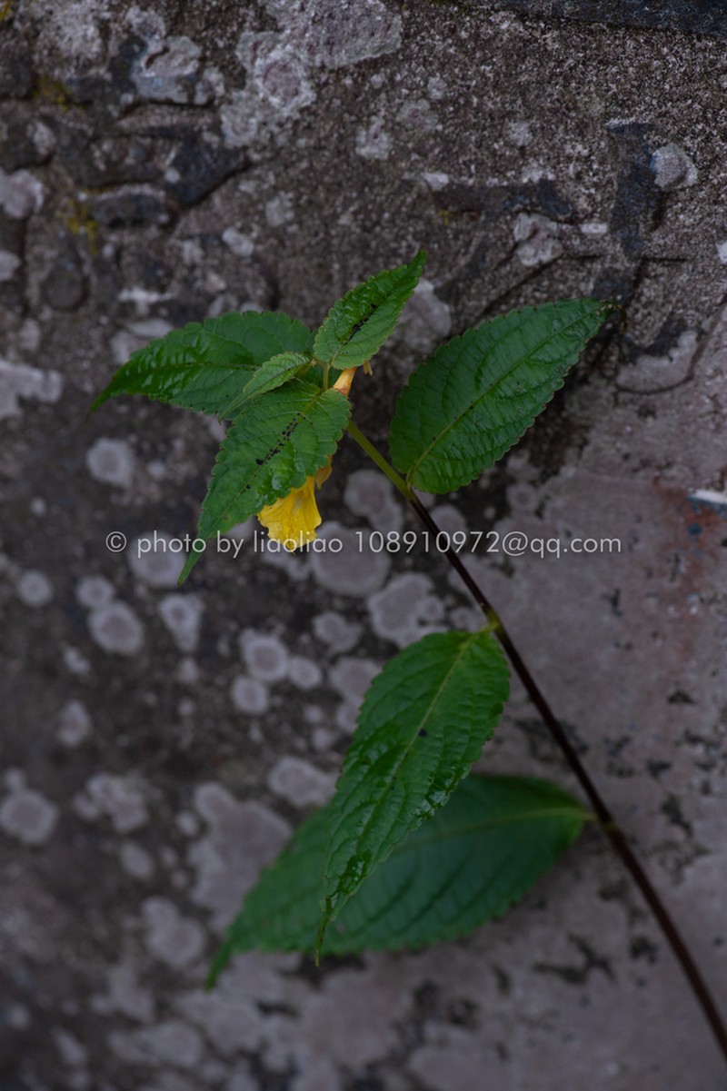 Impatiens bullatisepala photo 5