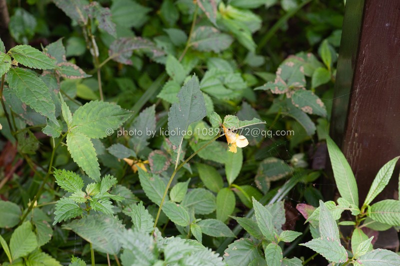Impatiens bullatisepala photo 6