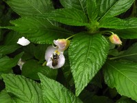 Impatiens burtonii