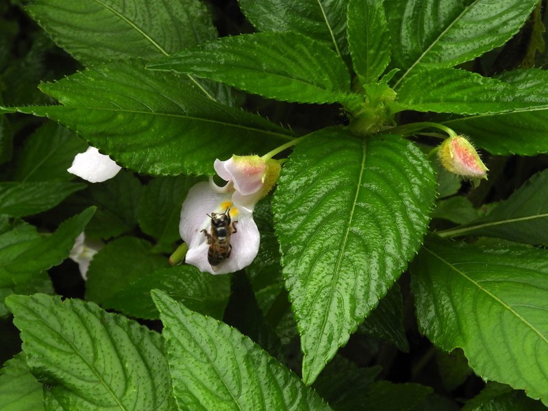 Impatiens burtonii