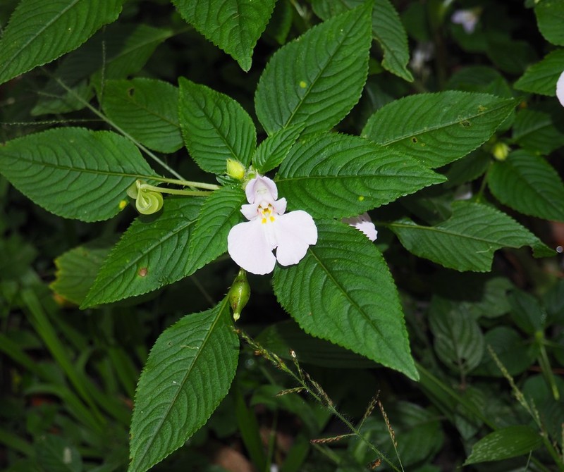 Impatiens burtonii photo 2