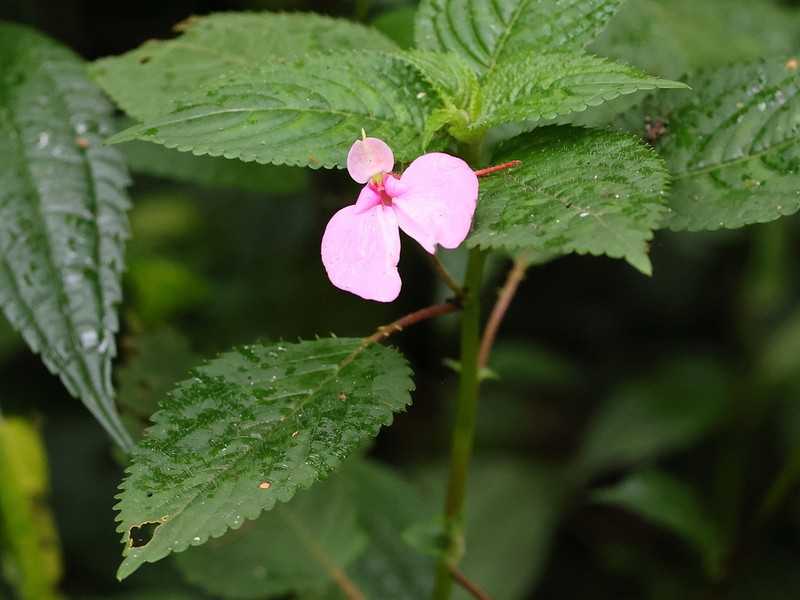 Impatiens burtonii photo 3
