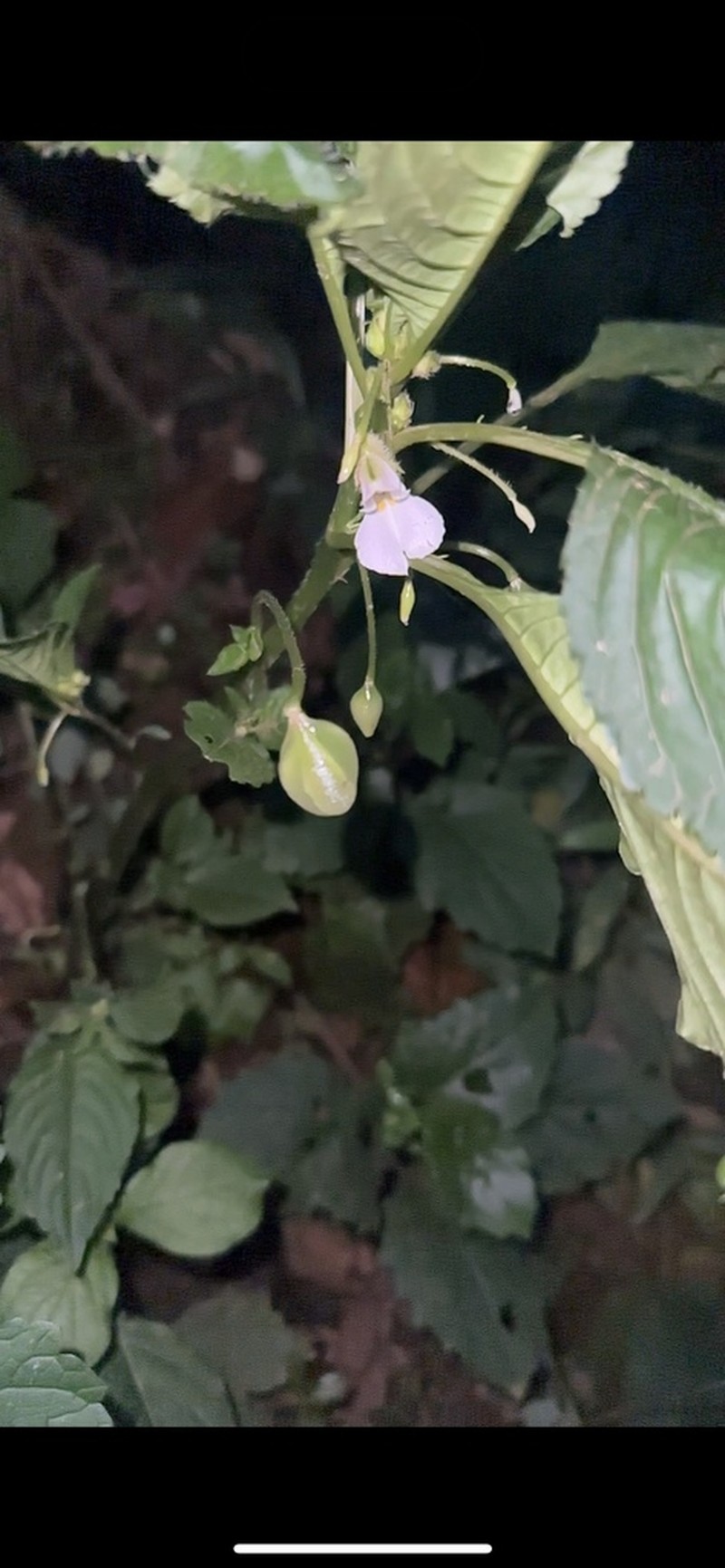 Impatiens burtonii photo 4