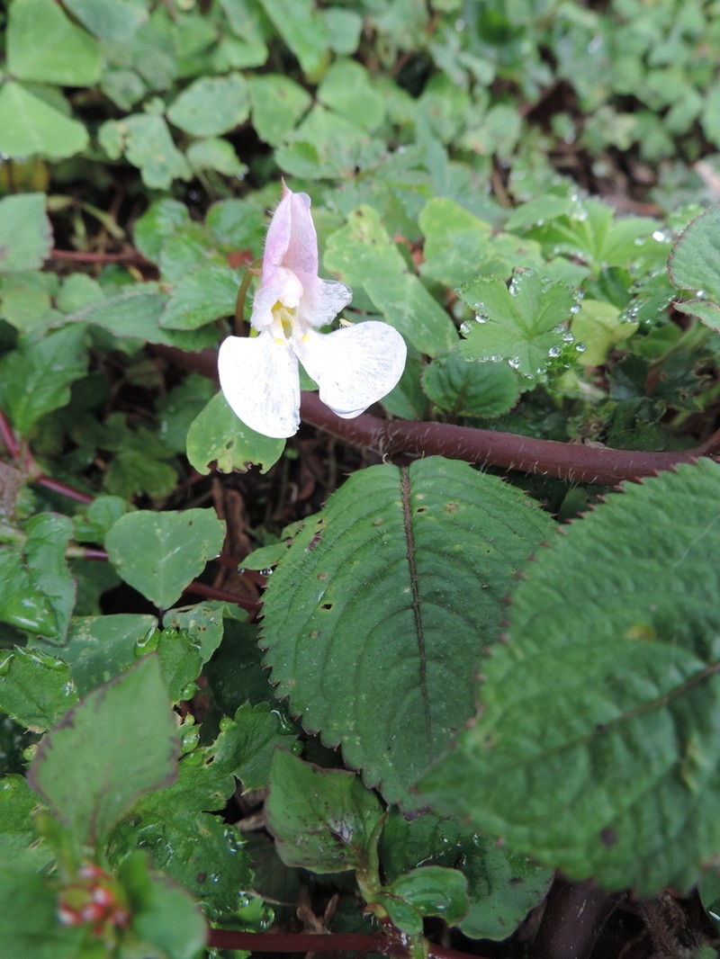 Impatiens burtonii photo 5