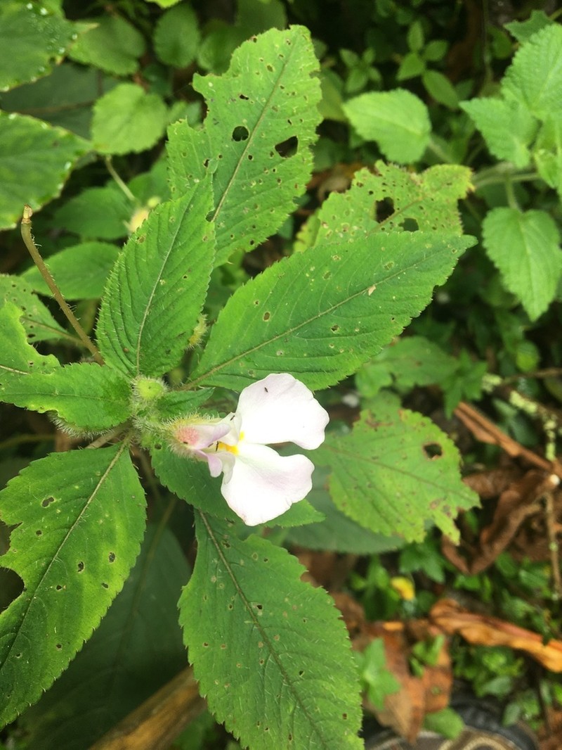 Impatiens burtonii photo 6