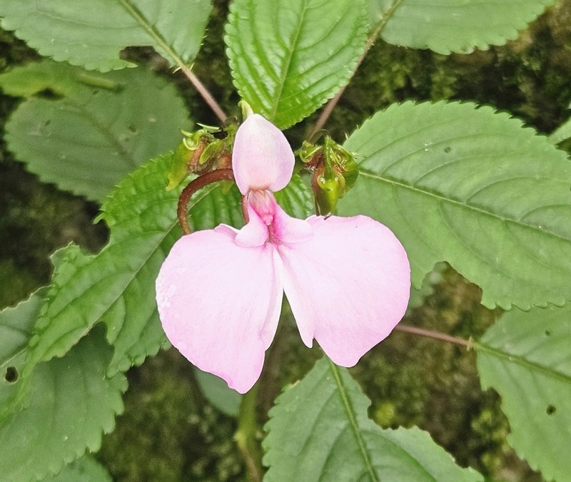 Impatiens burtonii photo 7