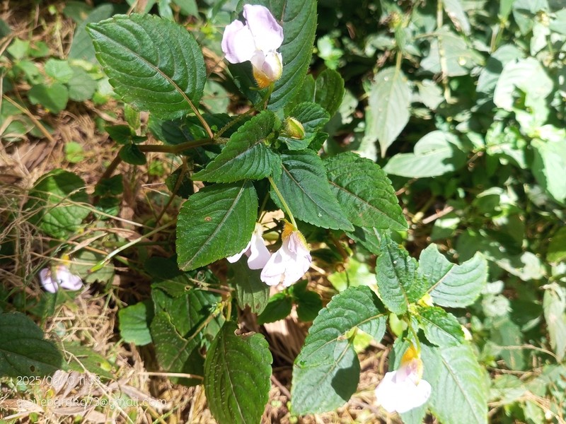 Impatiens burtonii photo 8