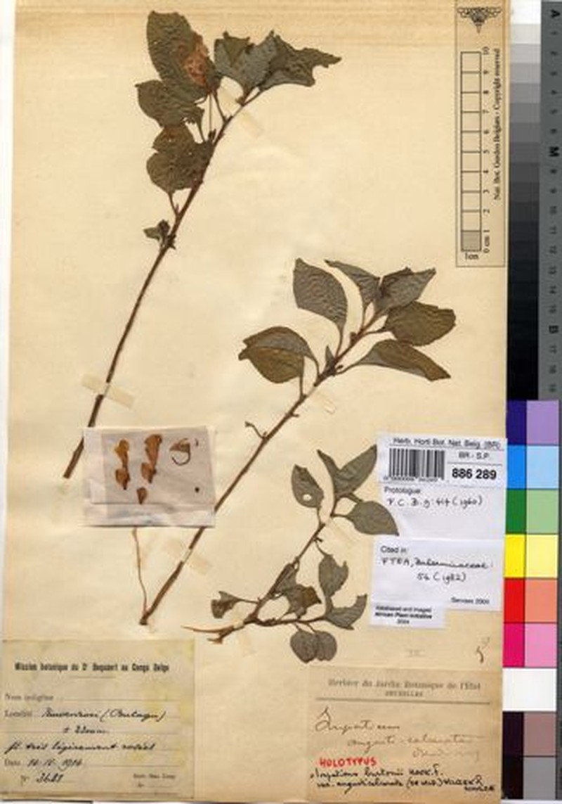 Impatiens burtonii var. angusticalcarata