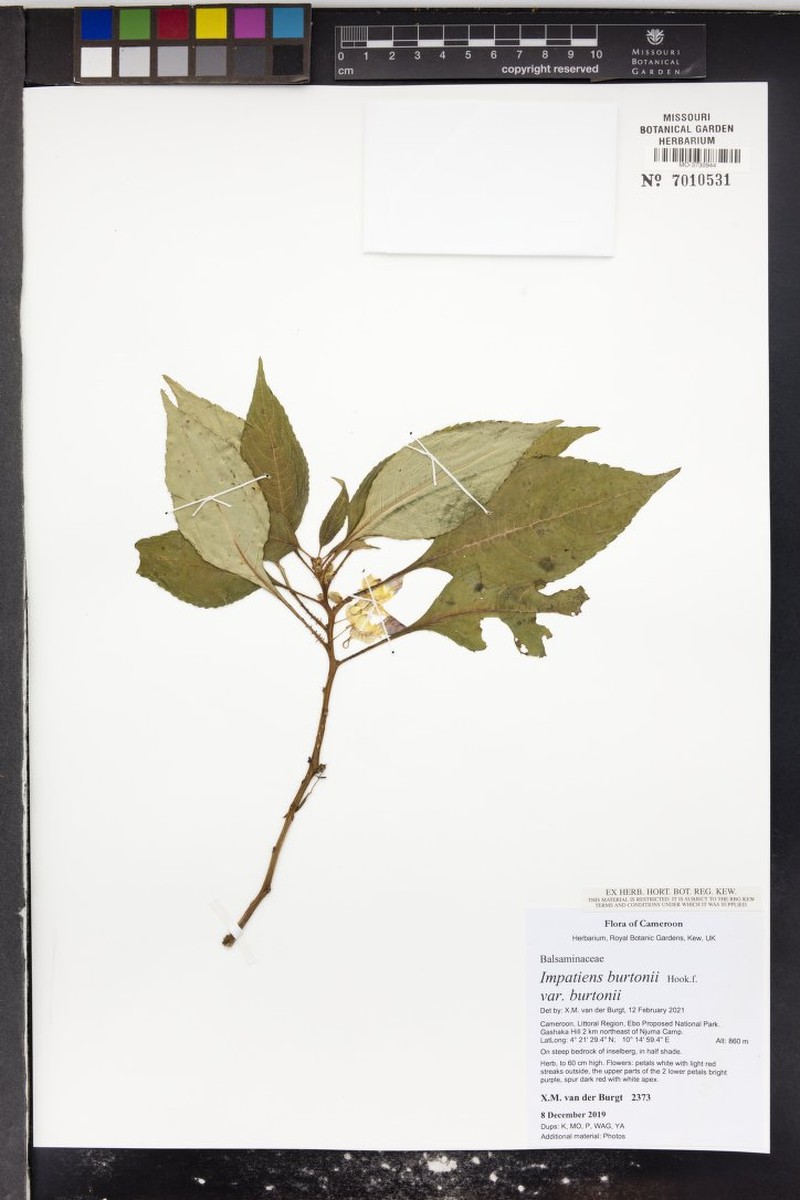 Impatiens burtonii var. burtonii