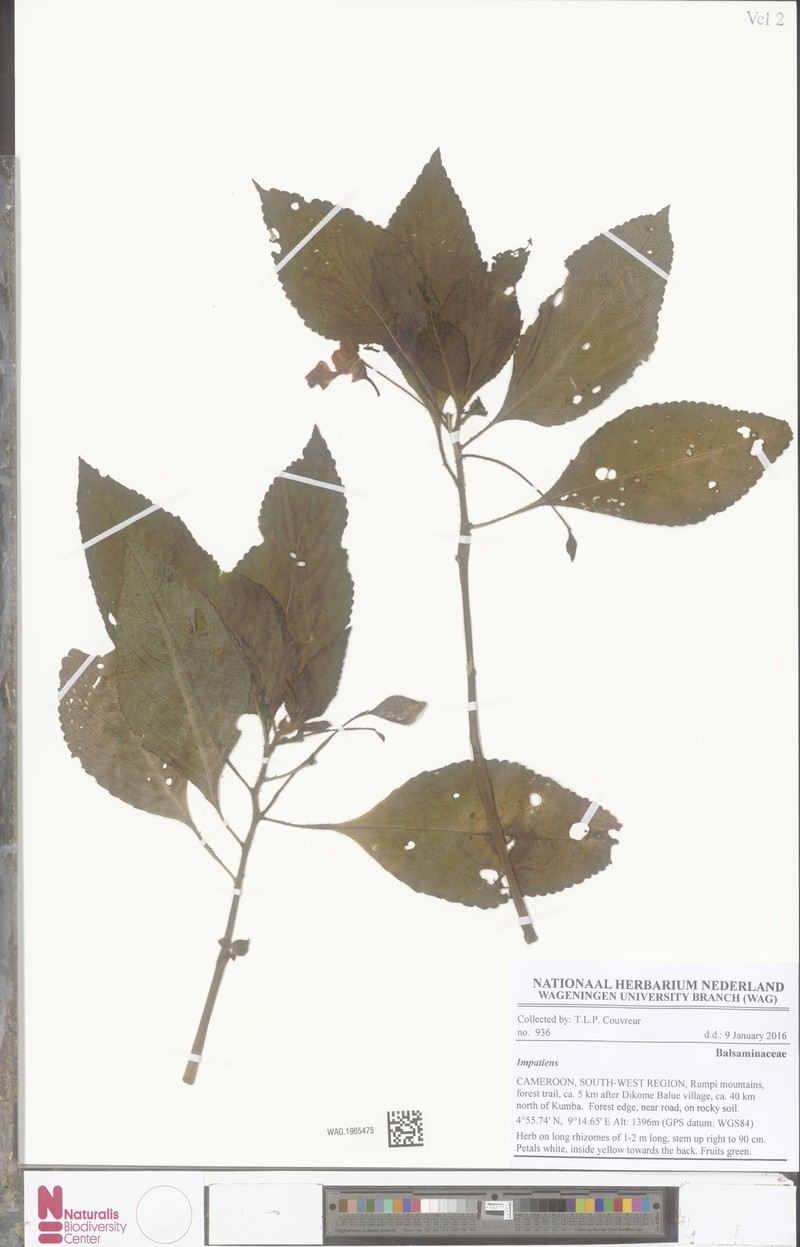 Impatiens burtonii var. burtonii photo 2
