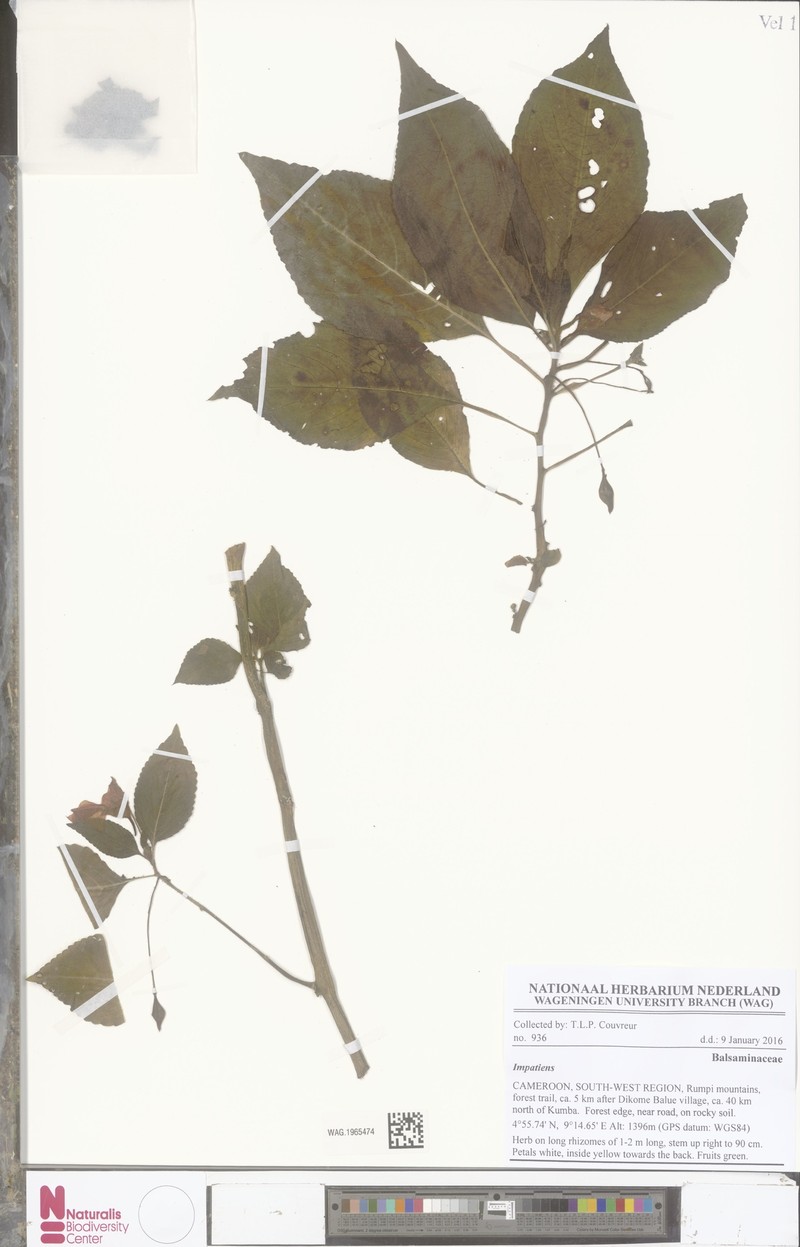 Impatiens burtonii var. burtonii photo 3