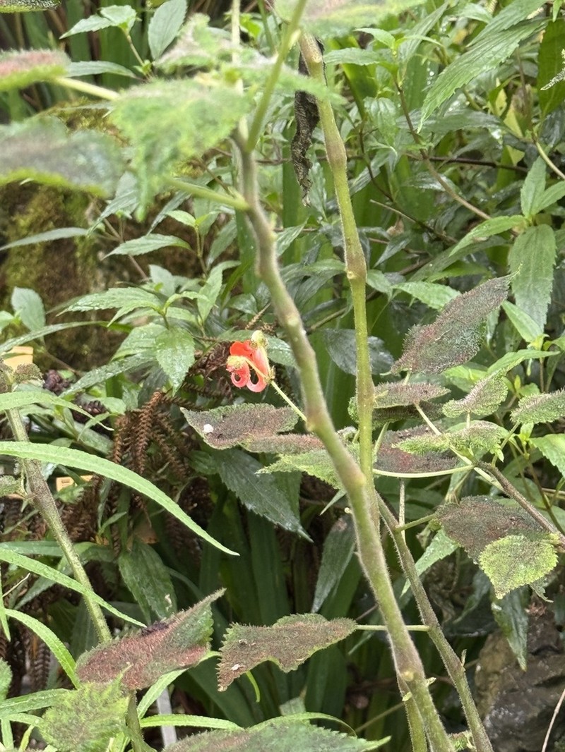 Impatiens bururiensis