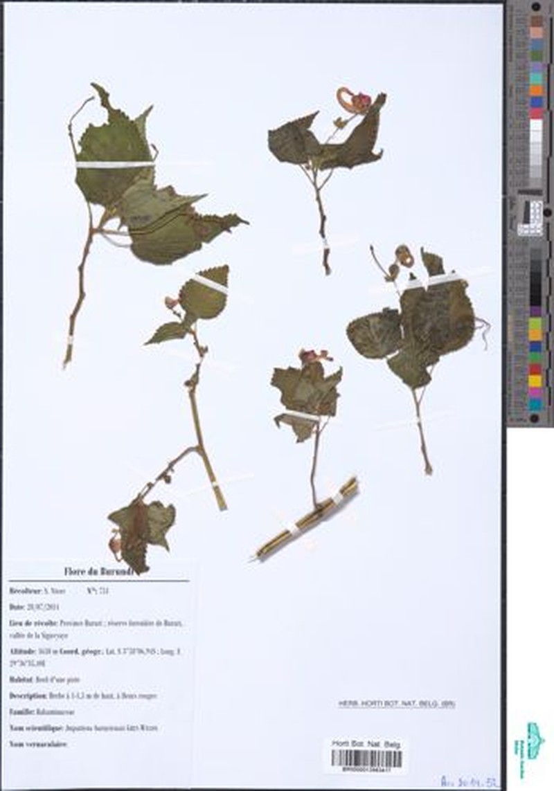 Impatiens bururiensis photo 2