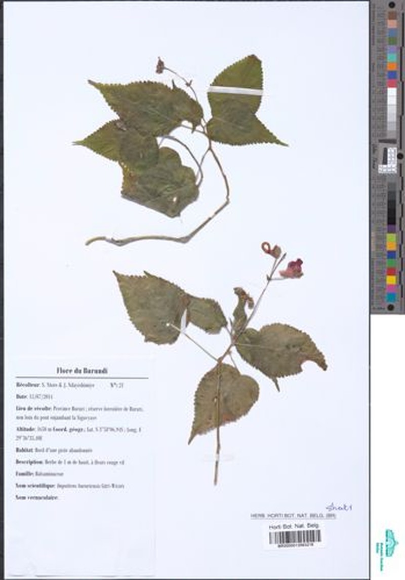 Impatiens bururiensis photo 3
